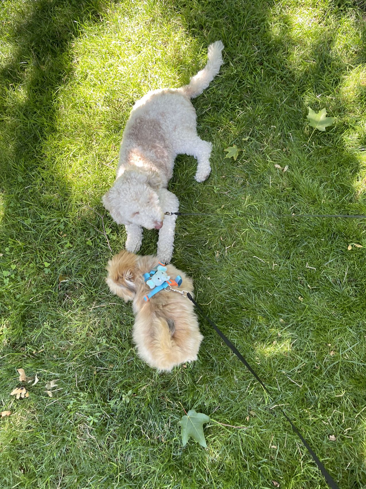 Freud playing with Pixie on the grass.