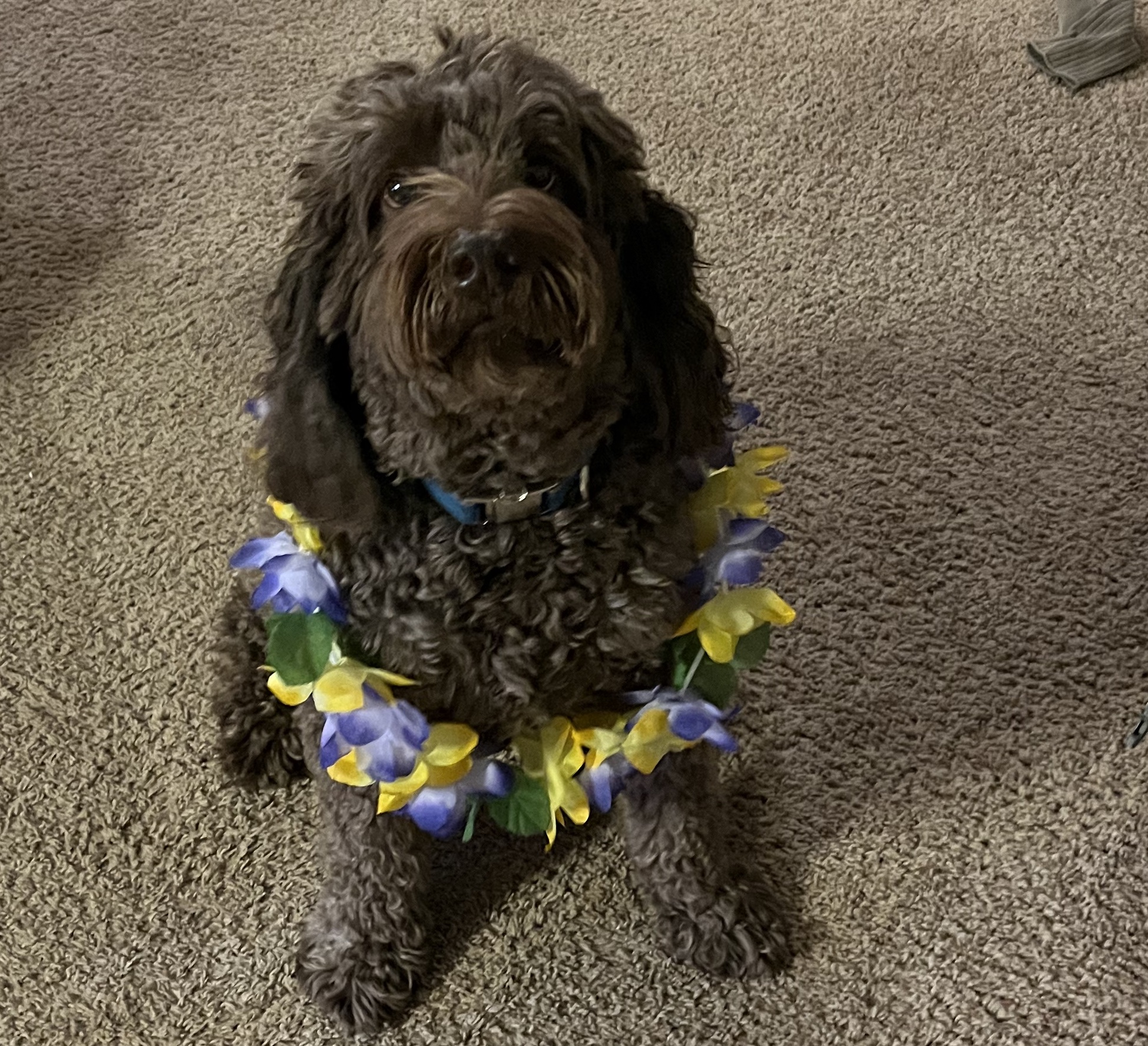 Brown labradoodle wearing colorful lei.