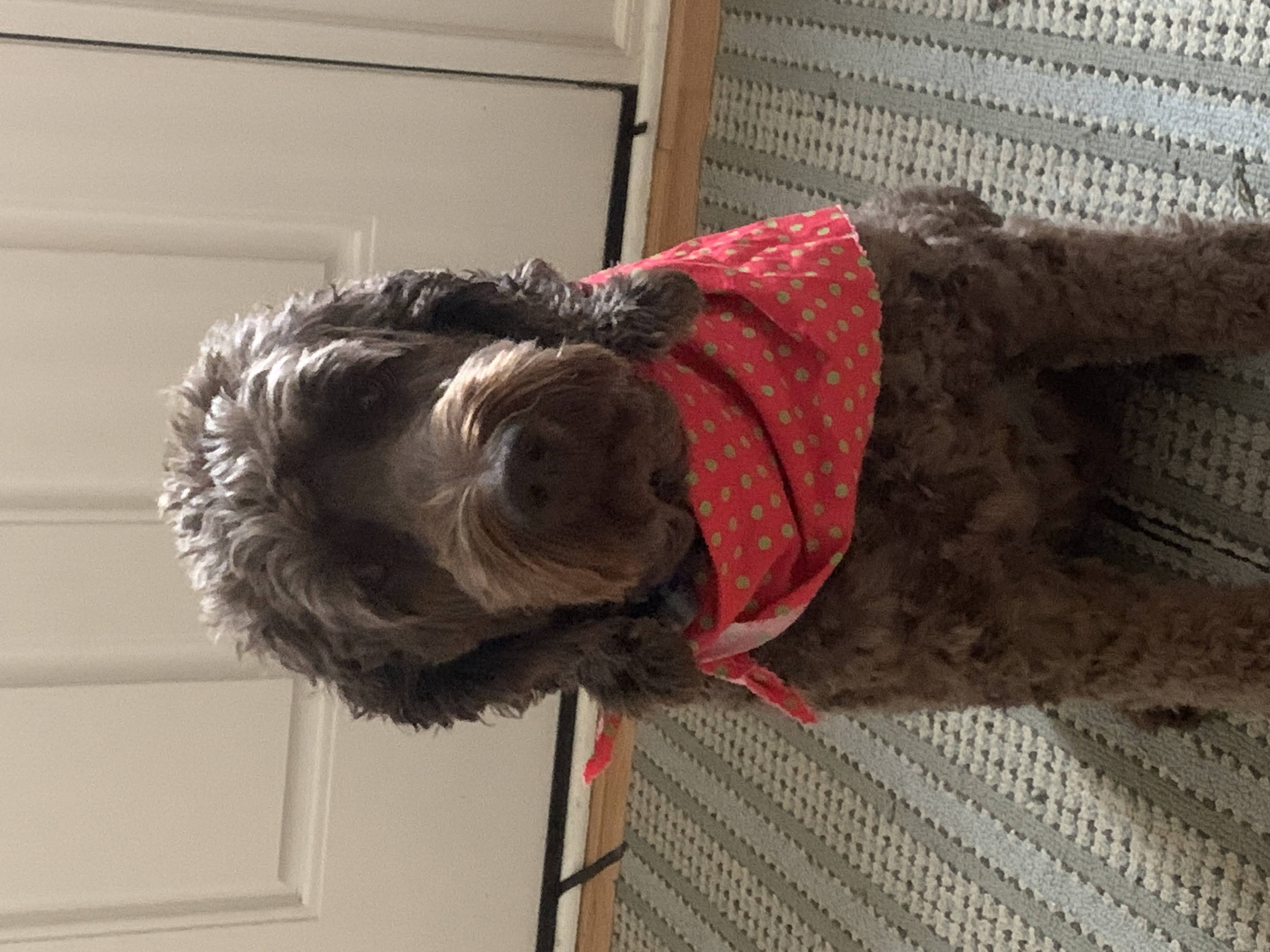 Brown labradoodle wearing an orange bandana.