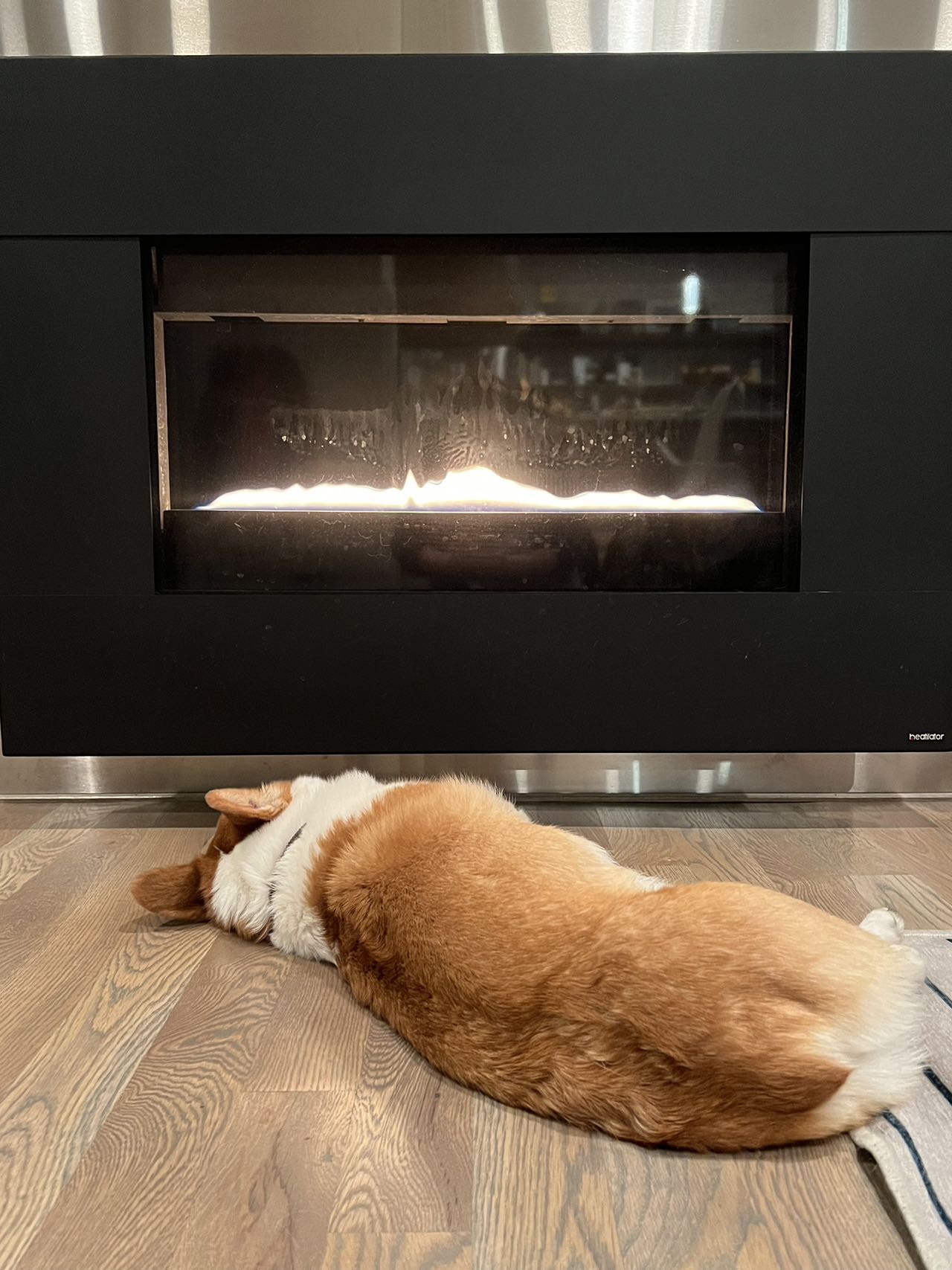 Cody lounging by the fireplace in winter.