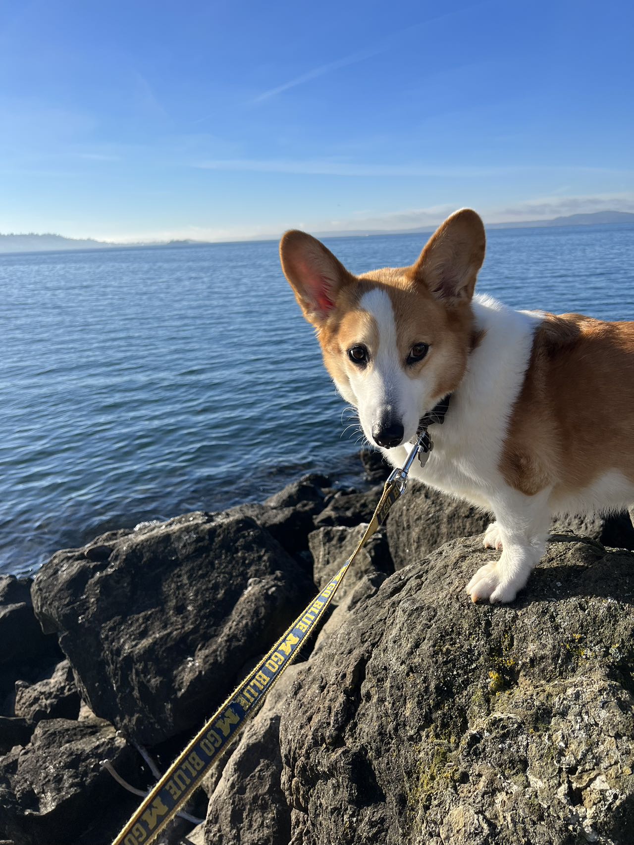 Cody having a walk by the sea.