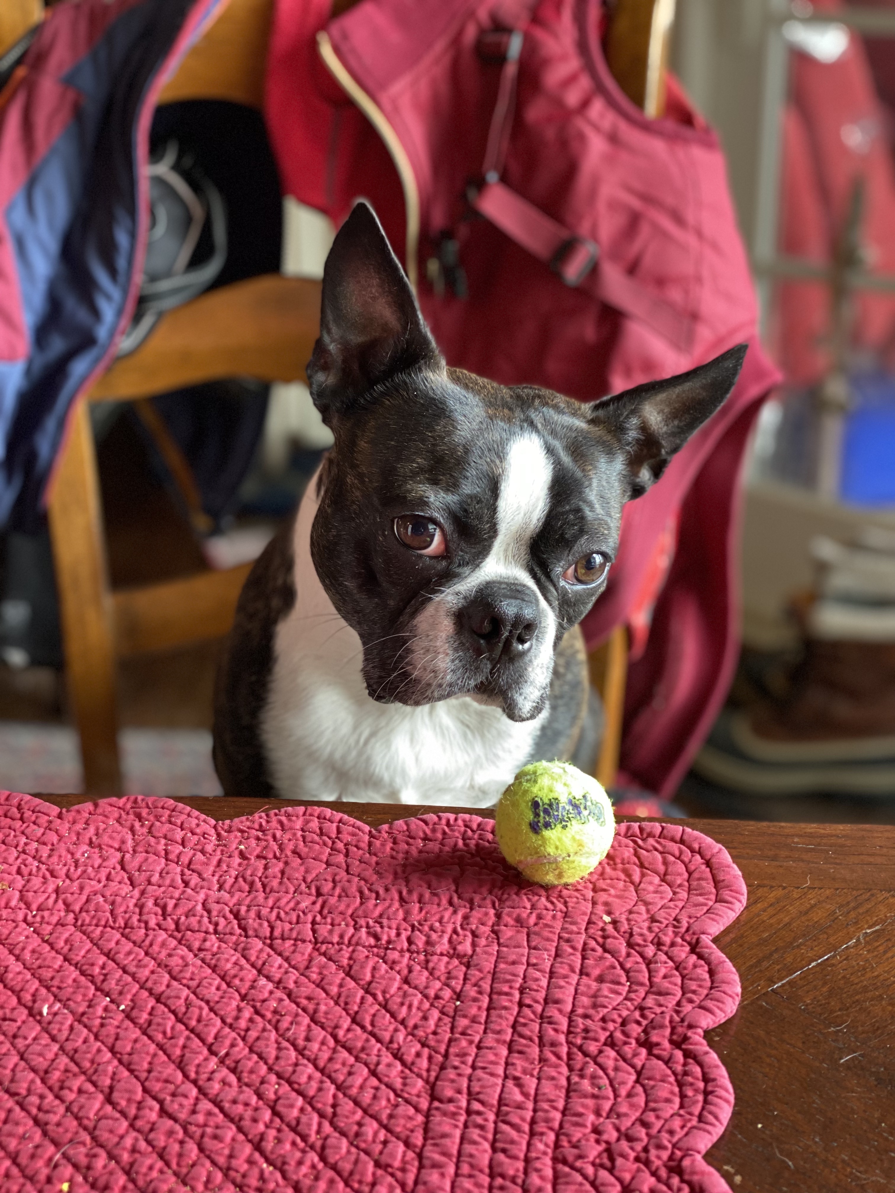 Boston terrier watching a tennis ball at the table.