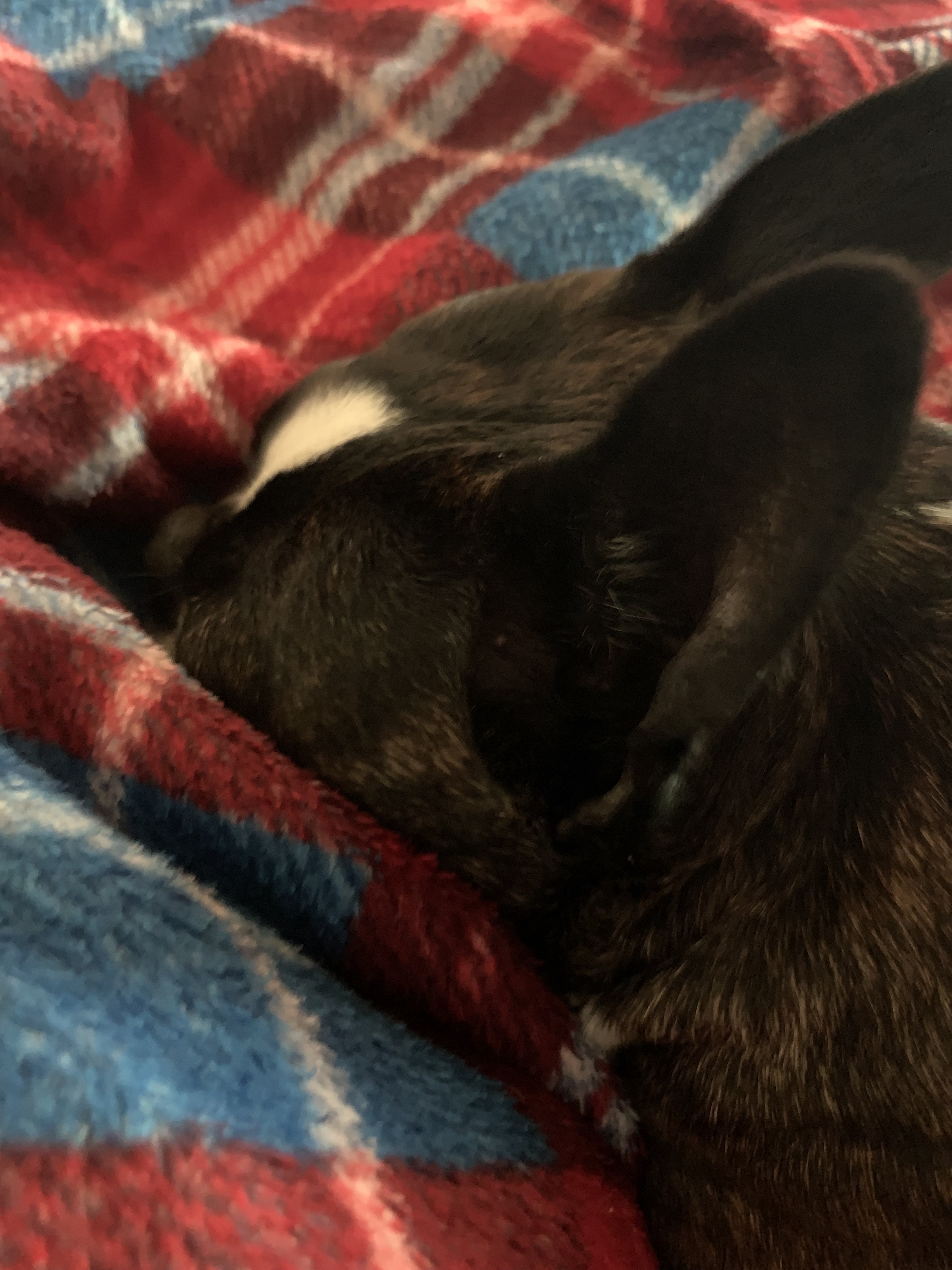 Fitz sleeping with his face buried in a plaid blanket, only his head is visible.