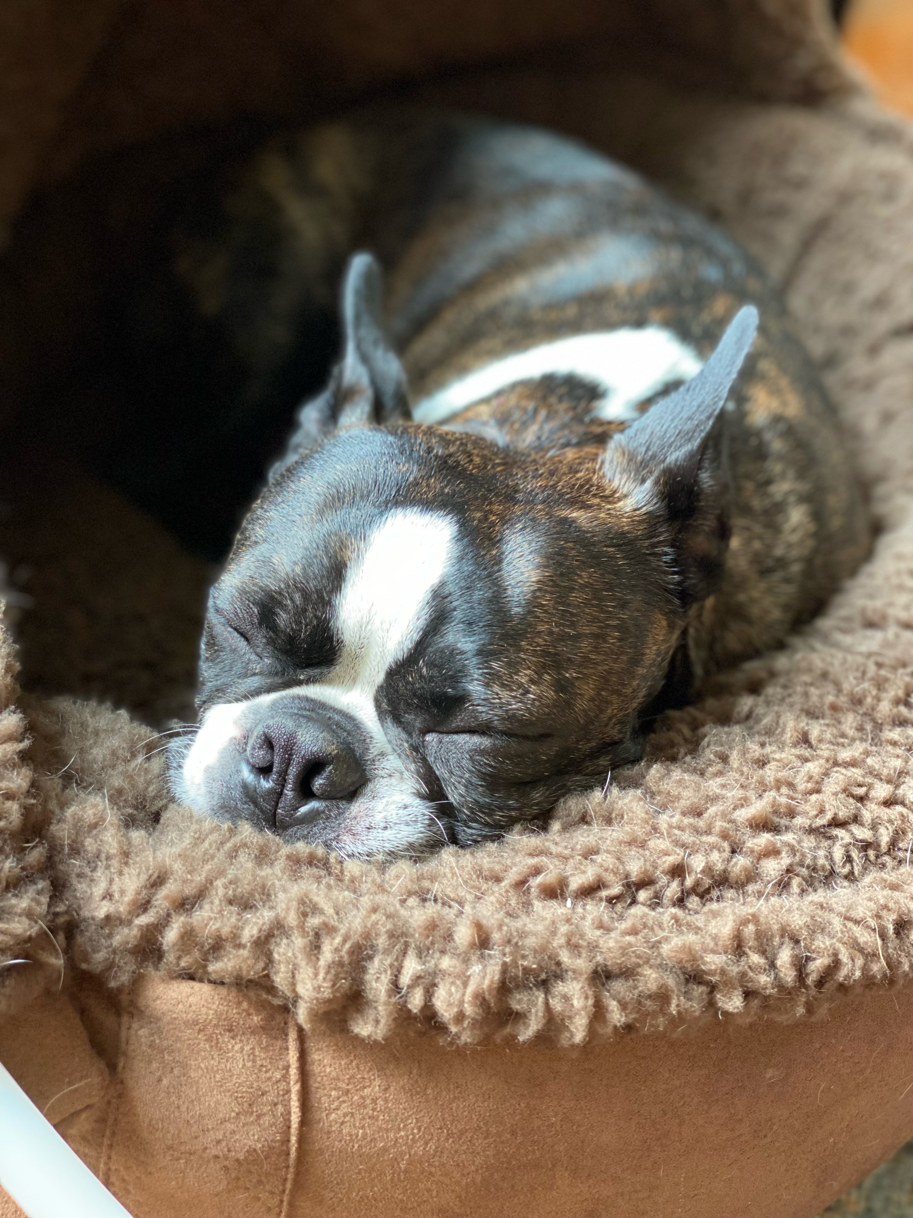 Fitz sleeping in a fuzzy dog bed.