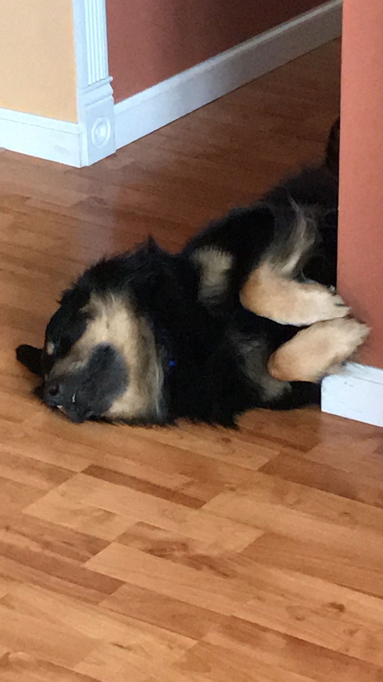 Black and brown dog asleep on his side.