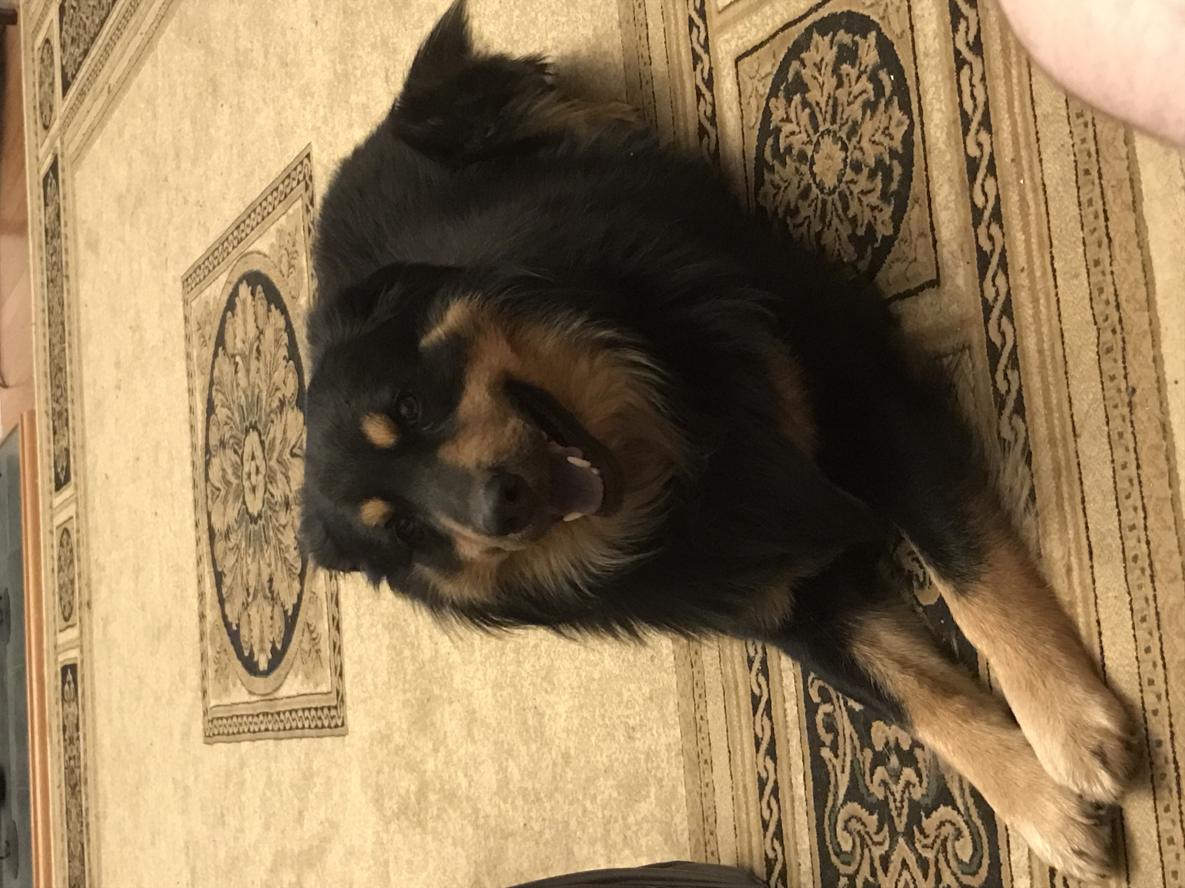 A black and brown dog laying on a rug.