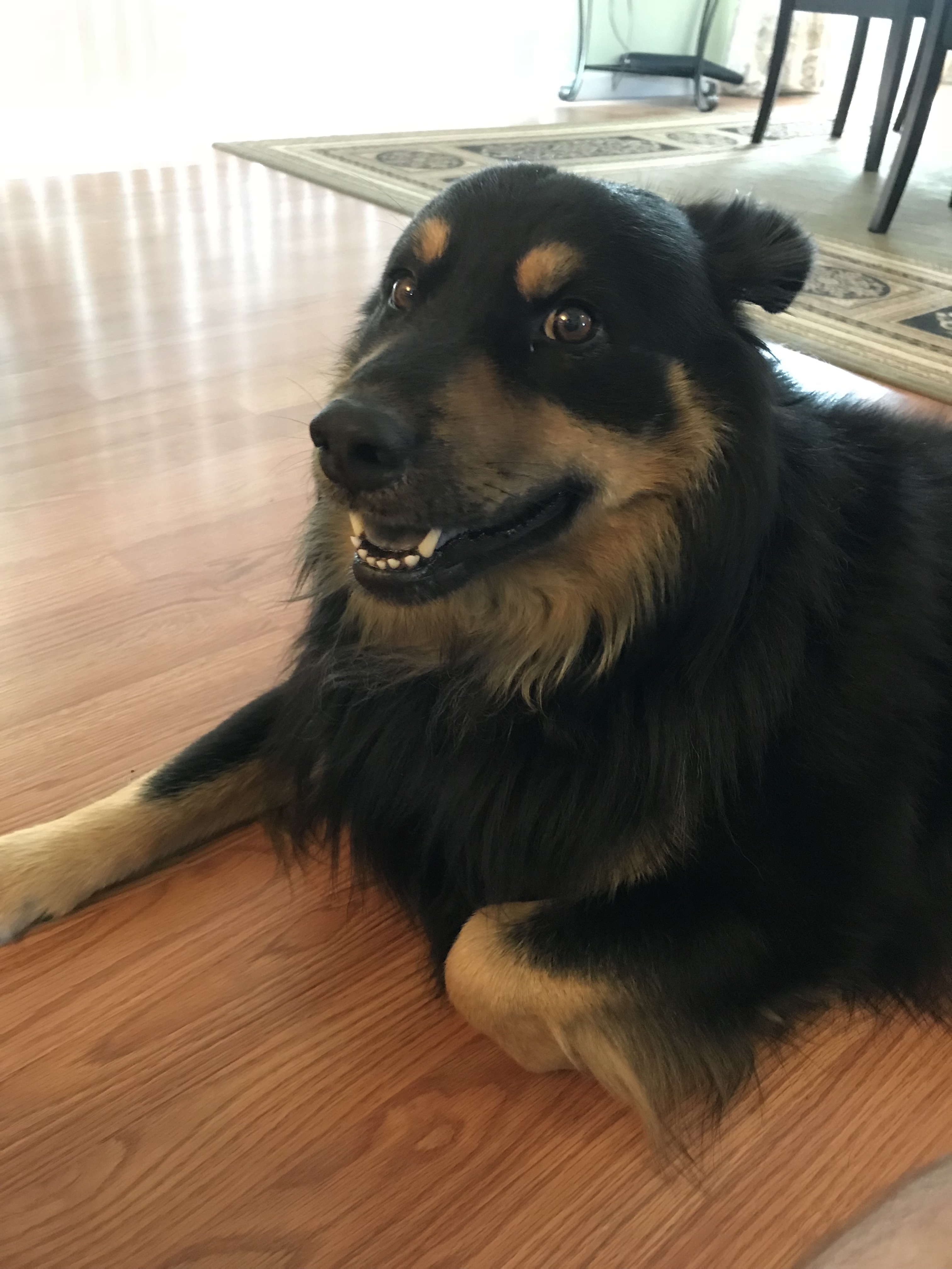 A black and brown dog laying on a wood floor.