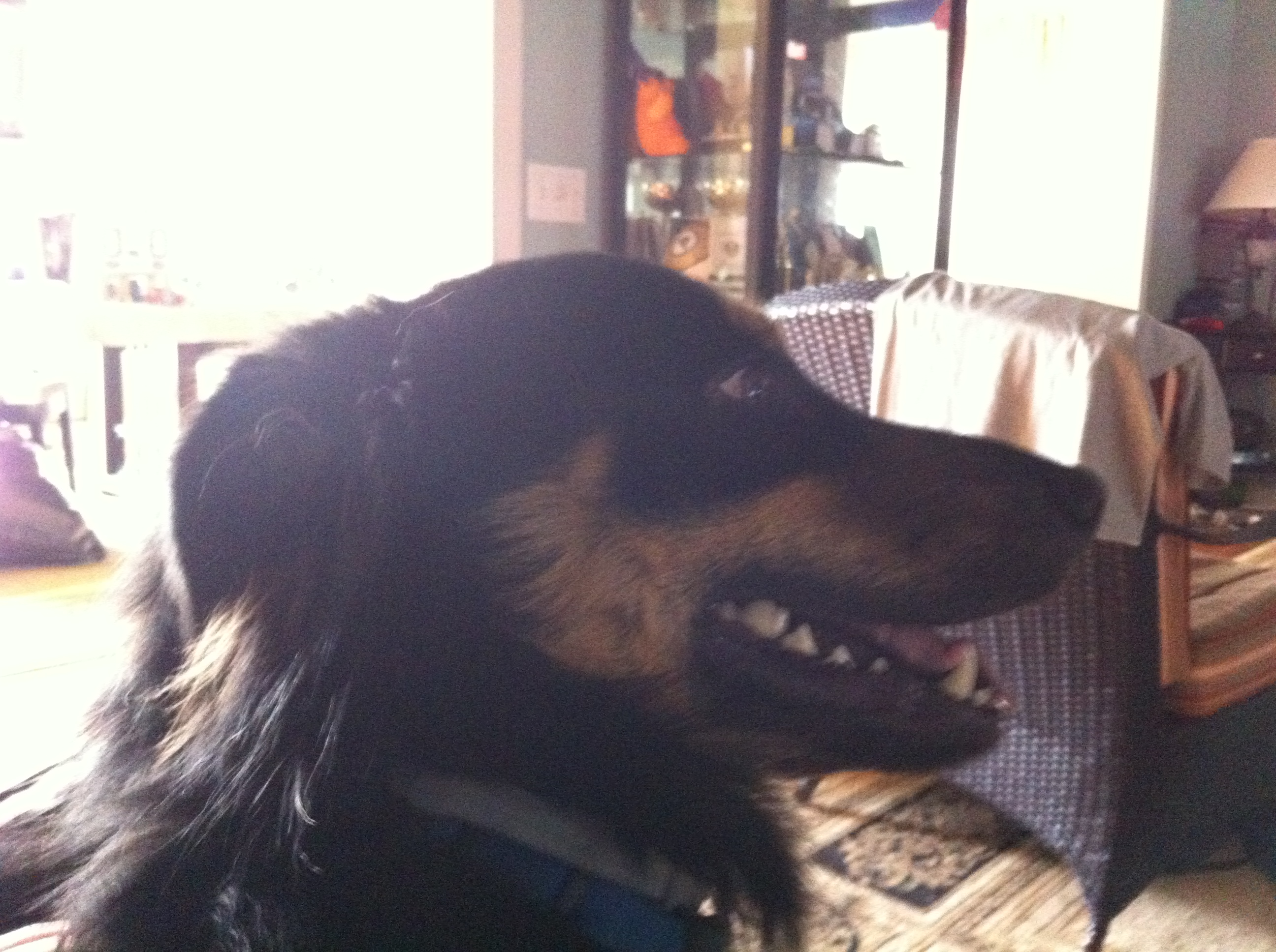 A profile perspective of a black and brown dog from shoulders up.