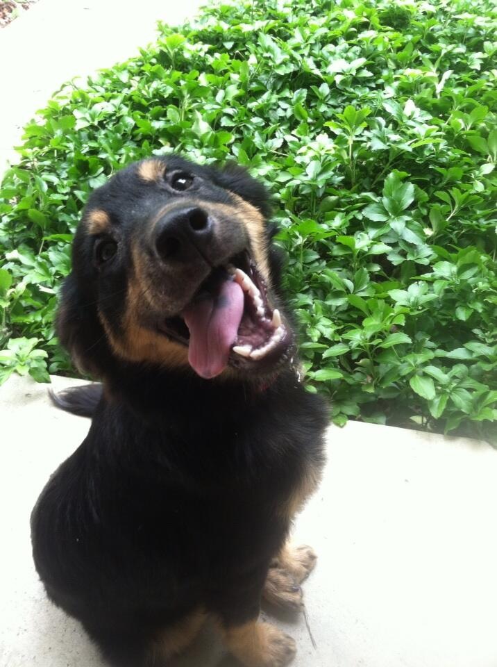 A young black and brown dog with his tongue hanging out.