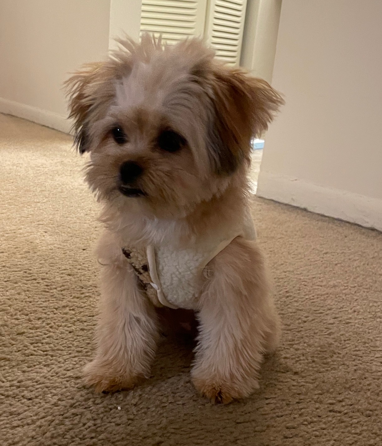 Cute dog standing in the living room.