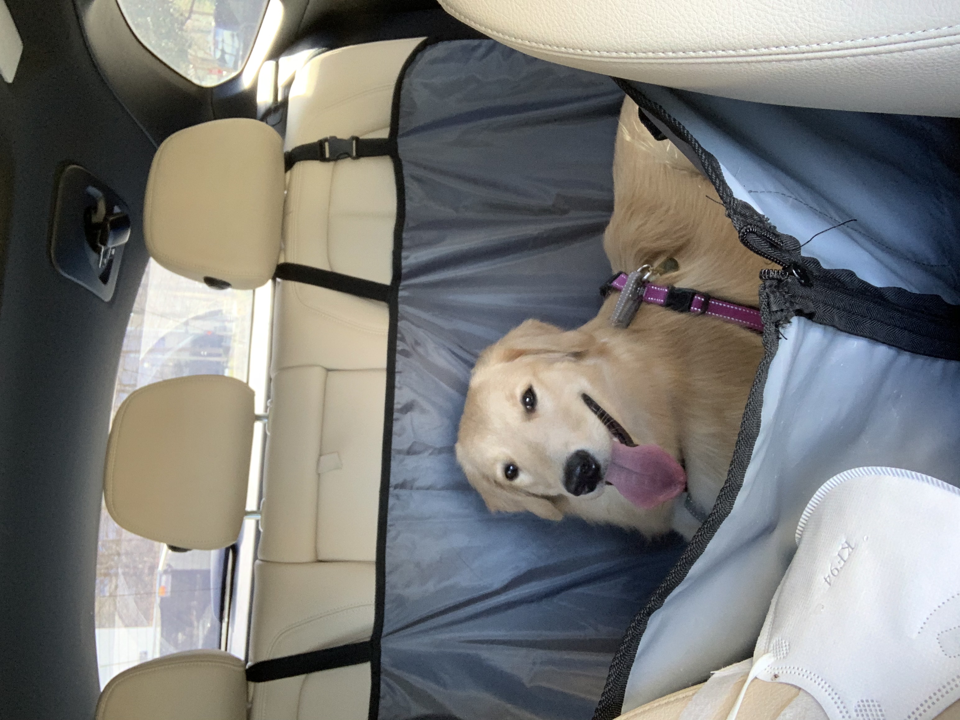 A happy golden retriever is sitting in the car’s backseat.