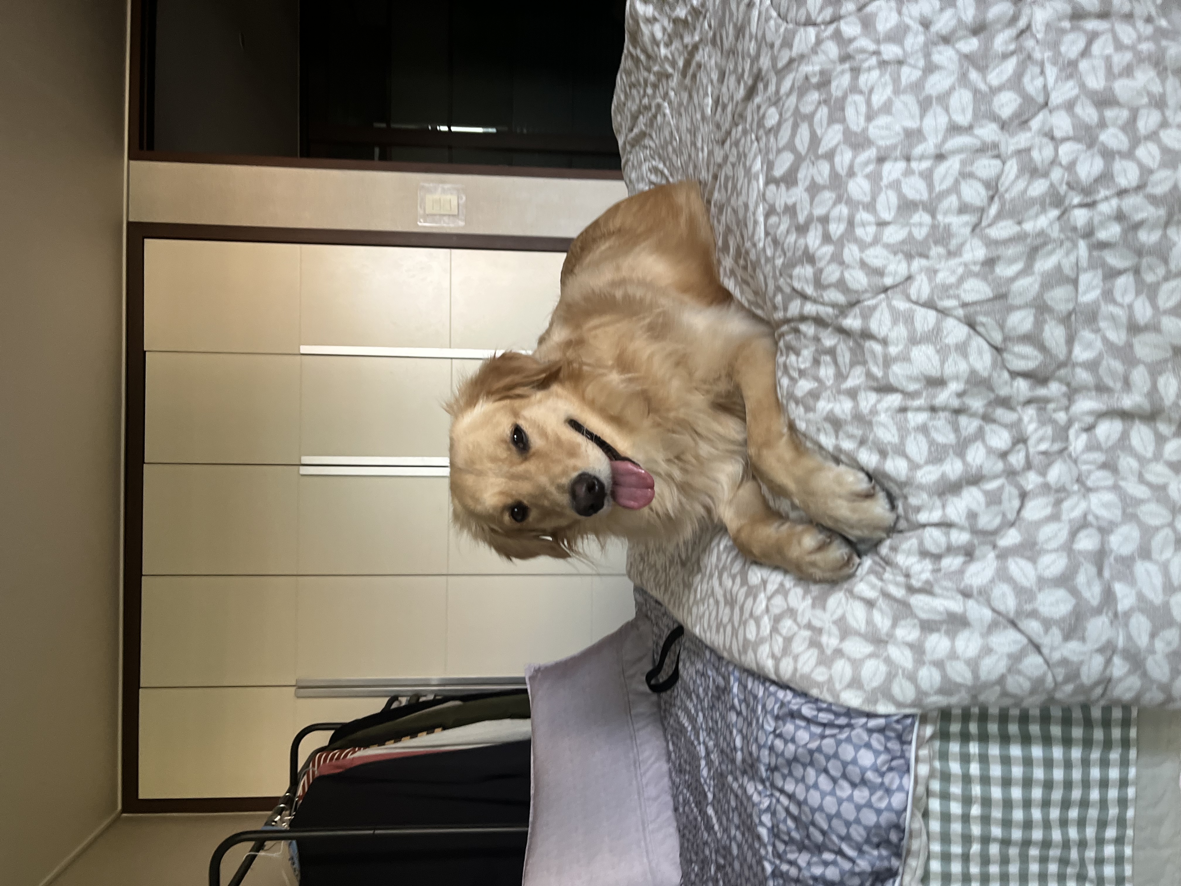 A smiling golden retriever lying on the bed.