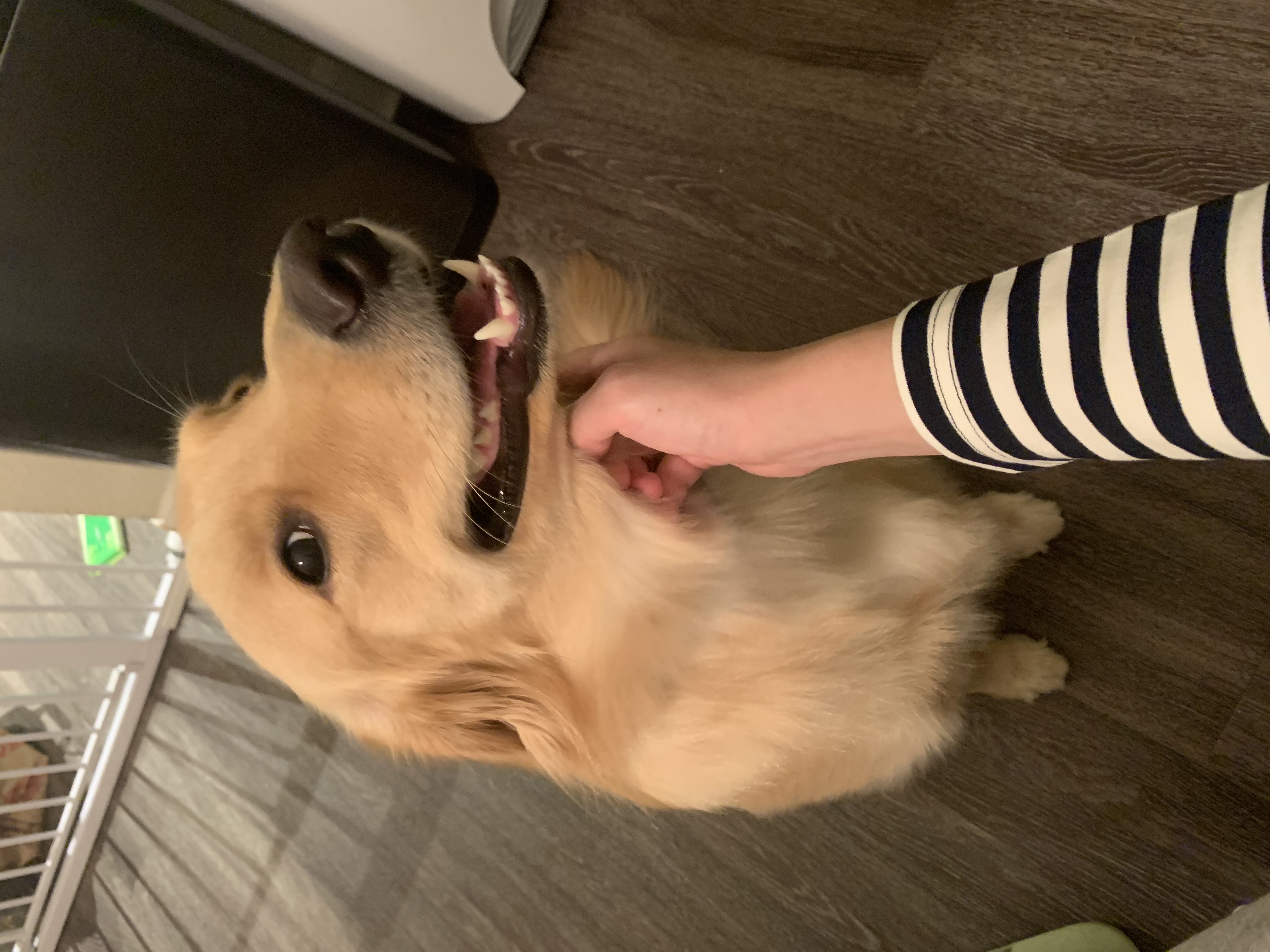 A man’s hand is petting a golden retriever’s neck.