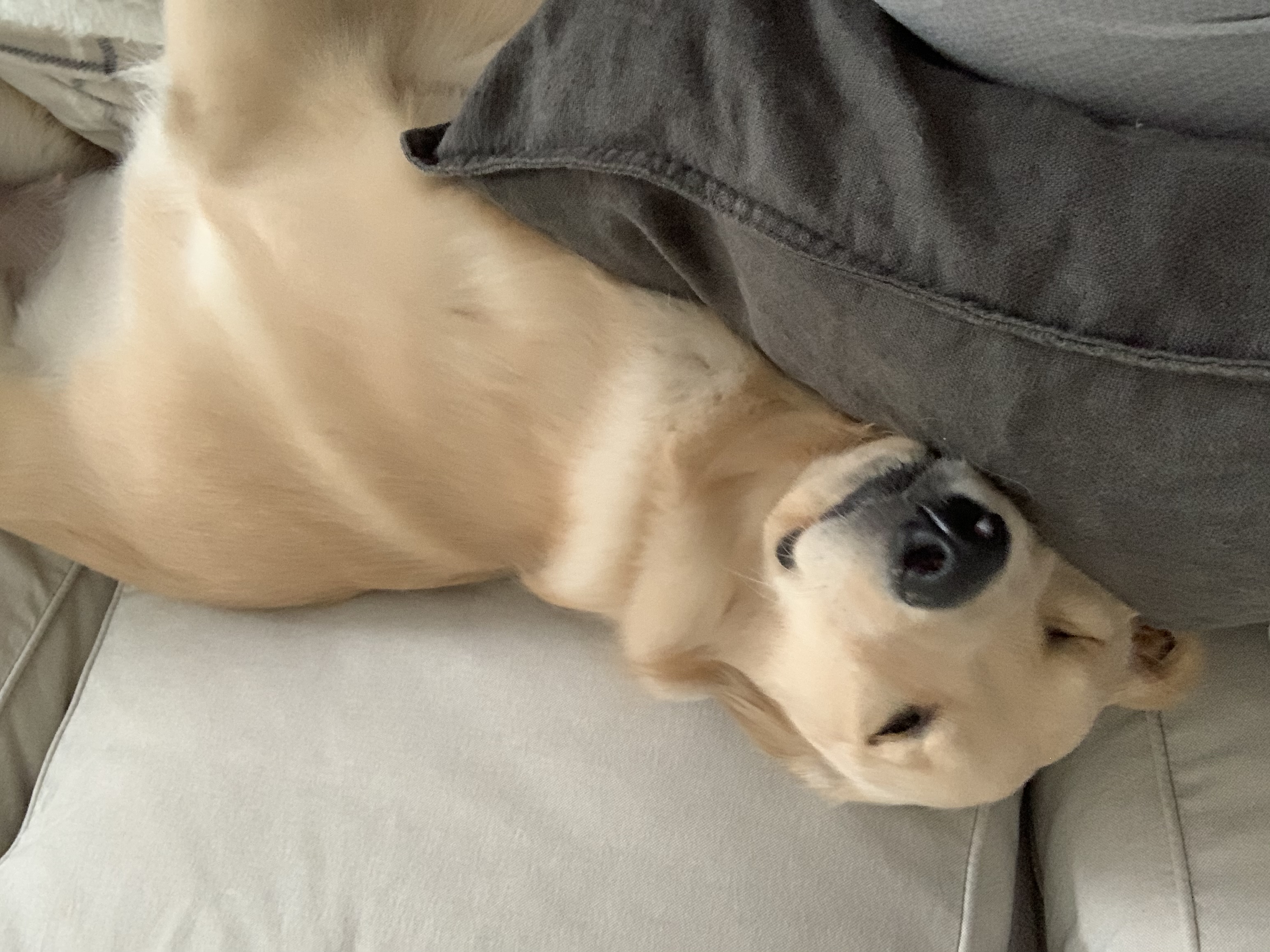 A golden retriever is sleeping on the couch.